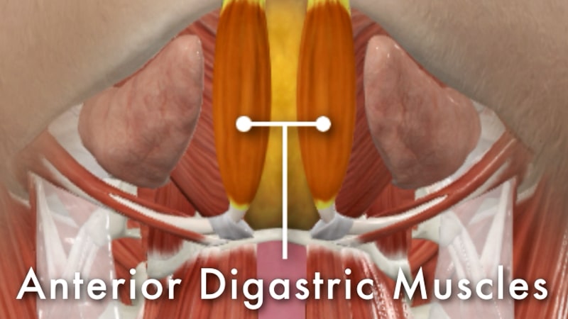 Anterior digastric muscles in the central neck shown in anatomical diagram, illustrating their role in submental fullness and jawline contour
