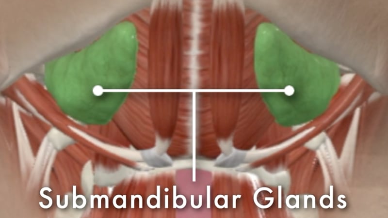 Illustration of the submandibular glands located beneath the jawline, shown in green on both sides of the neck anatomy.