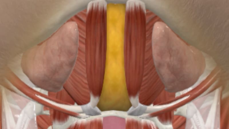 Illustration of deep neck anatomy showing submandibular glands and anterior digastric muscles beneath the platysma.